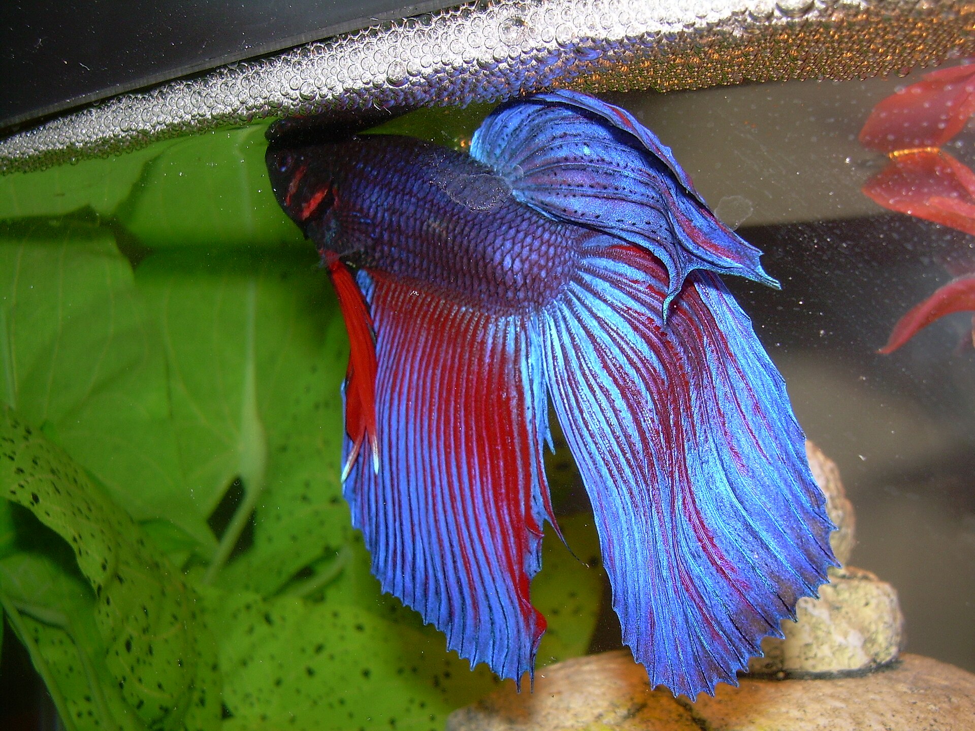 A red and blue male Betta splendens swimming beneath a dense bubble nest at the water surface.