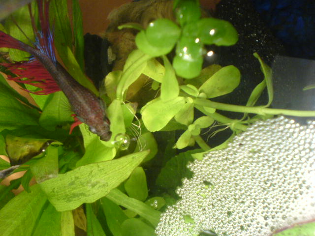 A male betta beneath a white bubble nest he has constructed at the surface.