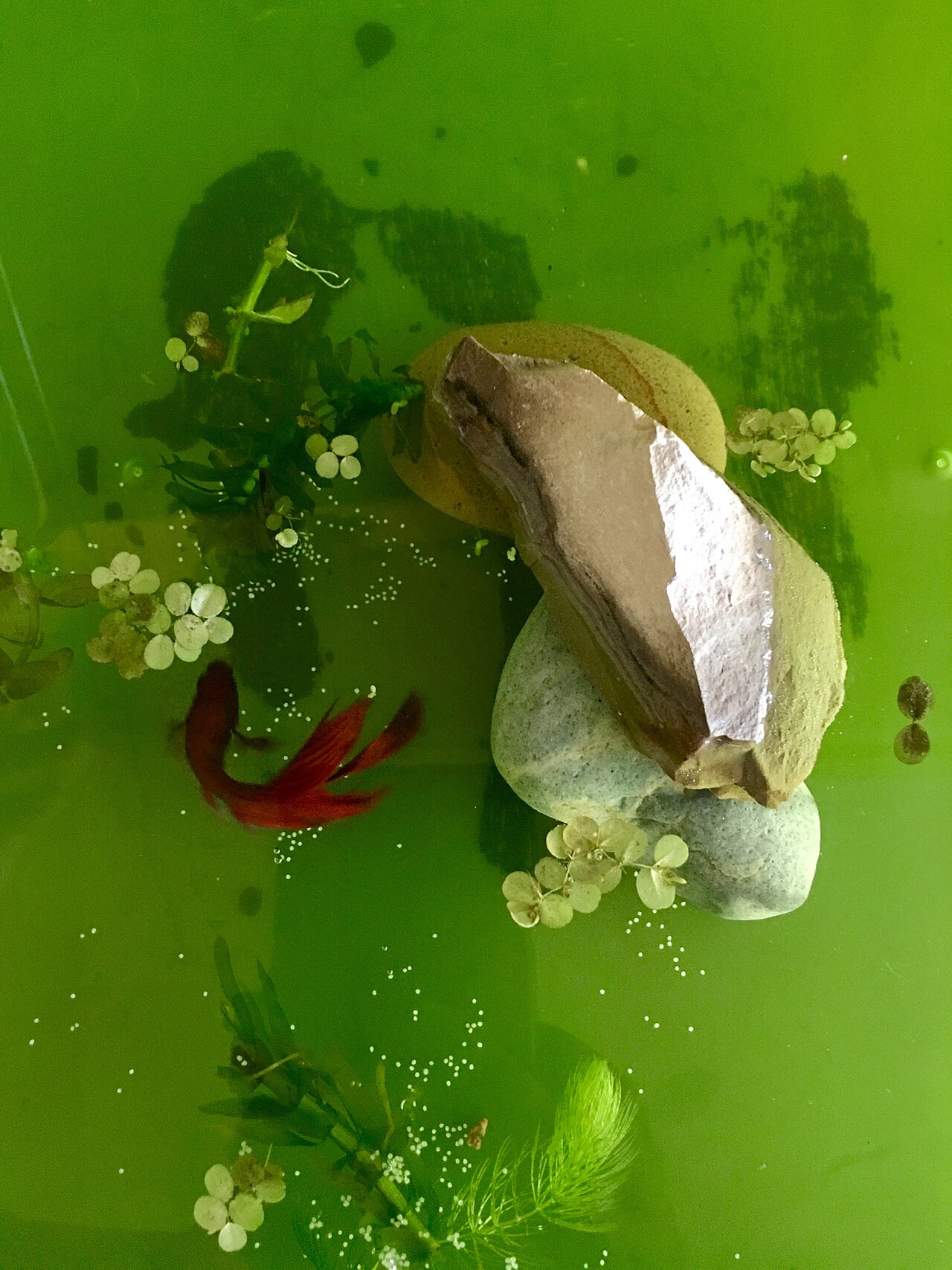 An adult male betta swimming peacefully in a planted tank.