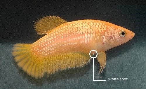 A female betta showing the white ovipositor tube between her ventral fins.
