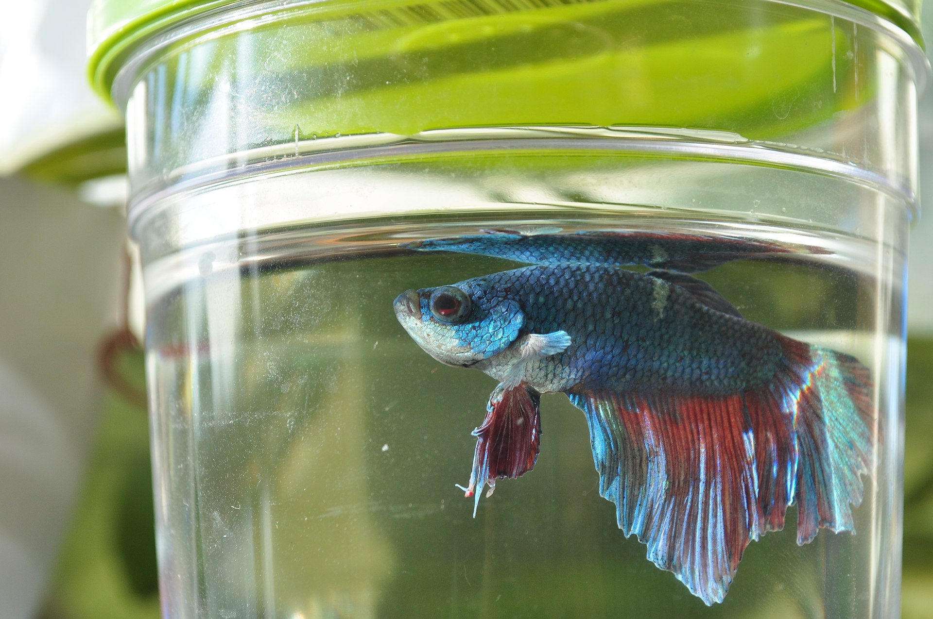 A vivid male Betta splendens photographed in profile against a dark tank background.