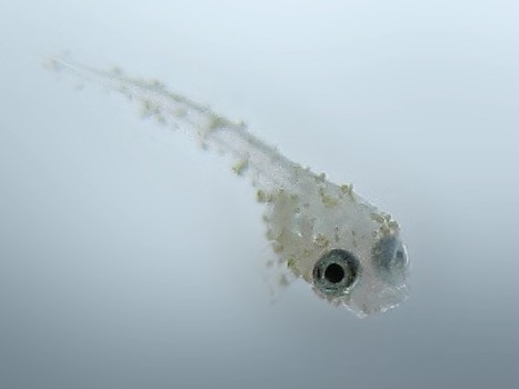 A cluster of young betta fry photographed in a shallow rearing tank.