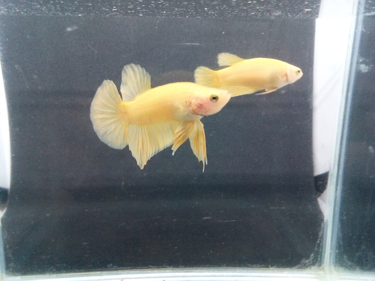 A Super Yellow PKHM (plakat halfmoon) male betta with dense yellow pigmentation.