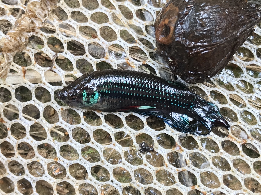 A male Betta imbellis showing the short-finned wild-type body plan and subtle iridescence.