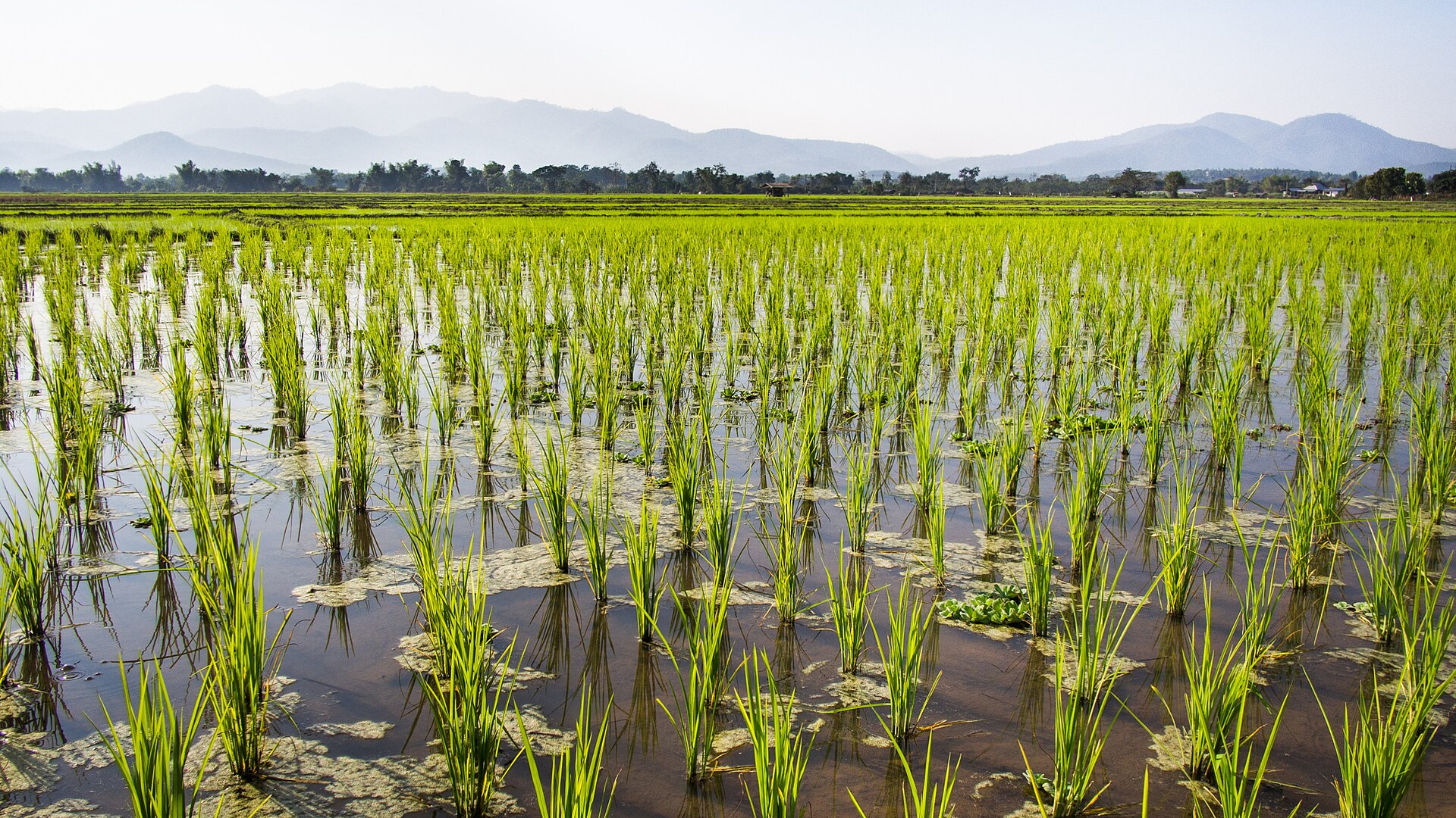 Flooded rice paddies in Phrao district, northern Thailand.