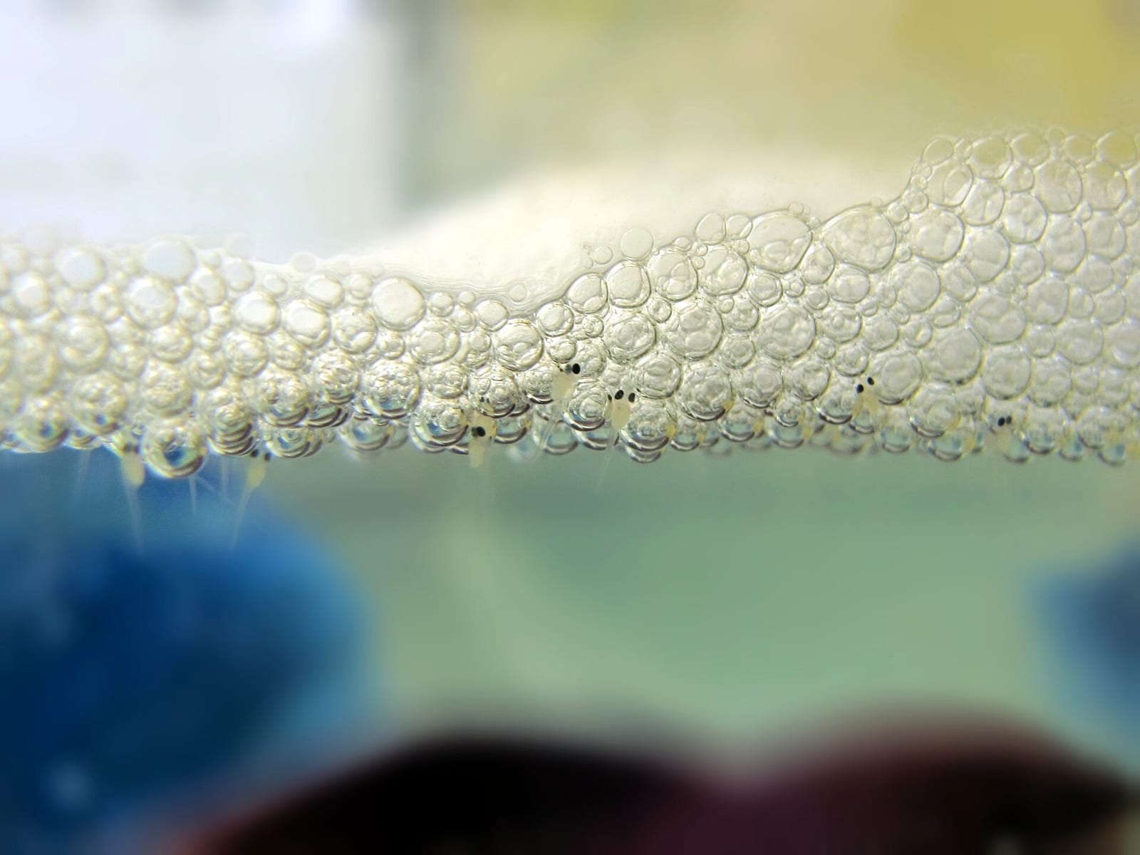 Eleven-day-old Betta splendens fry clustered beneath a male's bubble nest at the water surface.