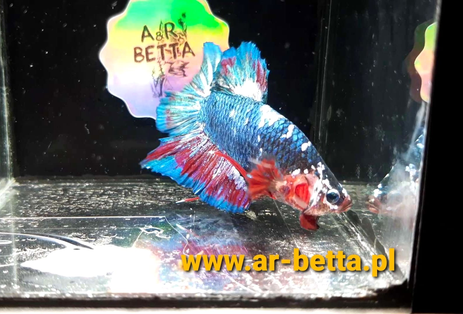 A halfmoon plakat male in full flare, showing the 180-degree caudal spread.