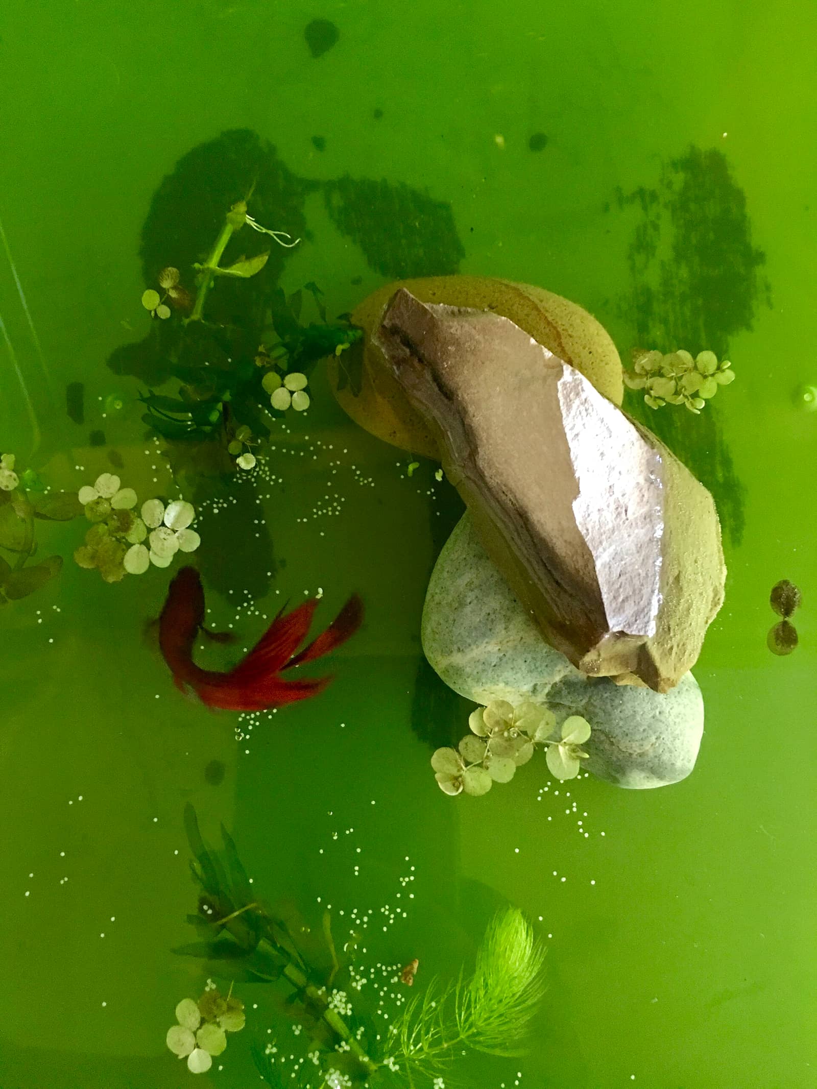 A male veiltail betta hovering close to a cluster of fertilized eggs nestled among floating plants.