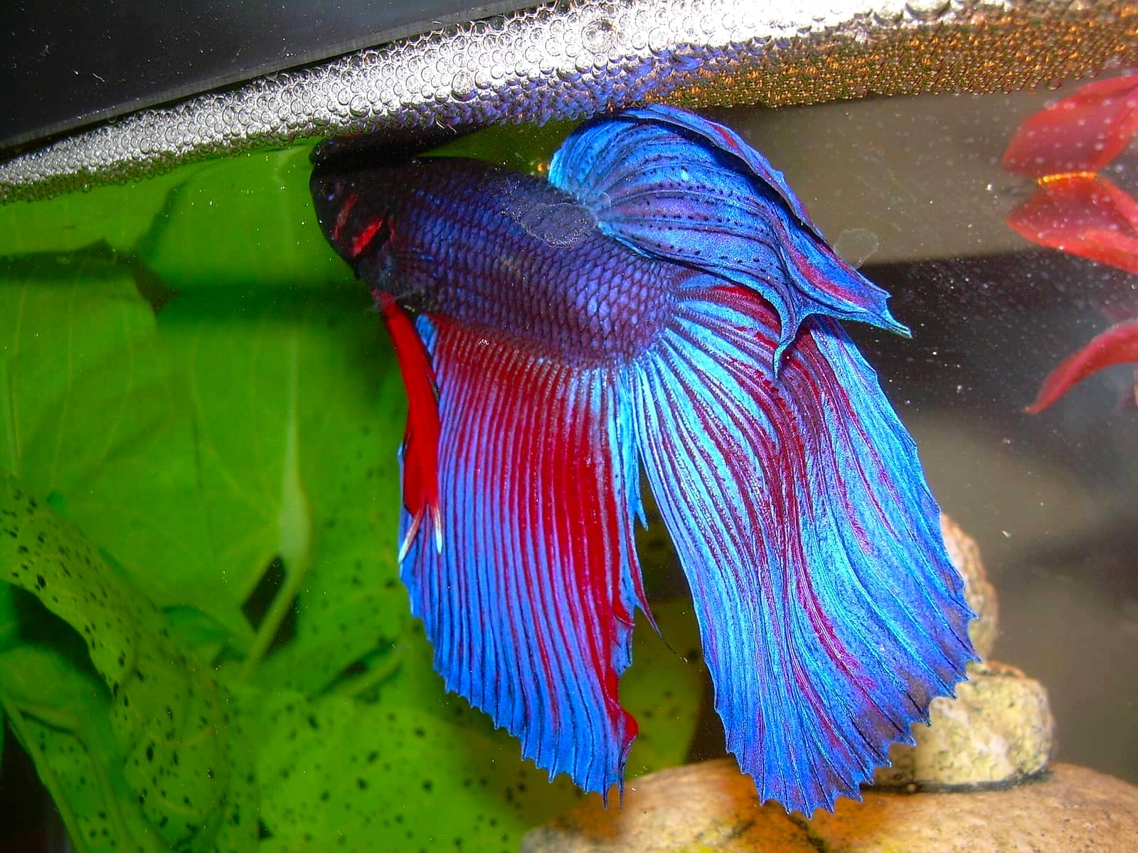 A male betta tending a foam bubble nest at the surface.