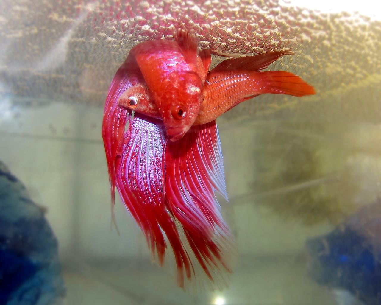 Two bettas wrapped together in a spawning embrace beneath a bubble nest.