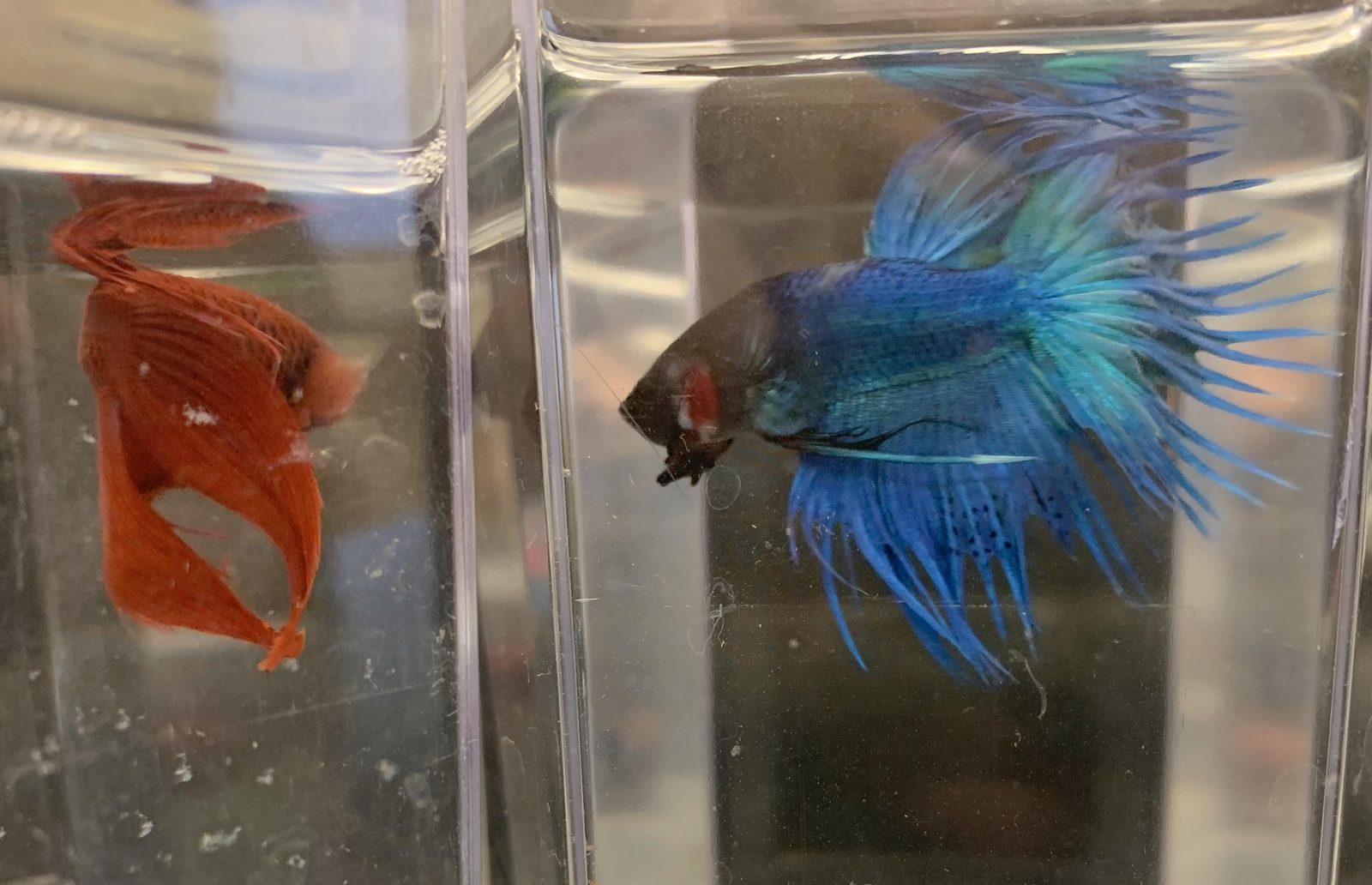 A blue betta fish flaring its gills and fins in a full territorial display.