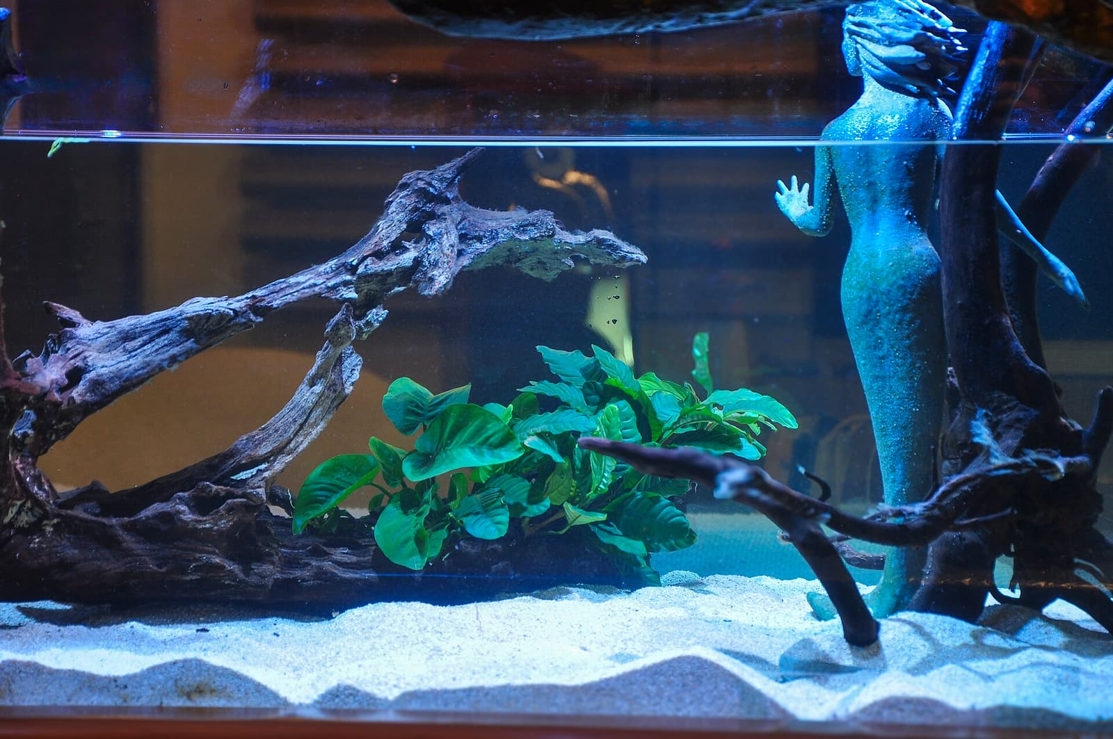 A small planted aquarium with driftwood and Anubias — the kind of properly-cycled 5 gallon setup that's the minimum responsible single-betta tank.