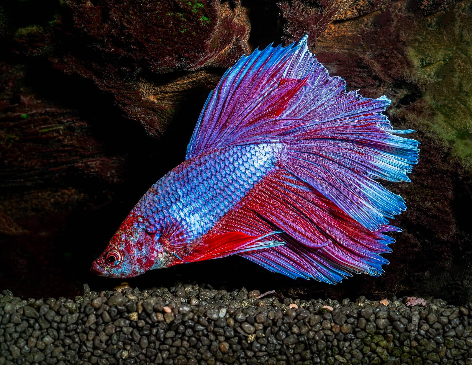 A male Betta splendens — pellet quality determines body condition, color depth, and fin quality over months of feeding.