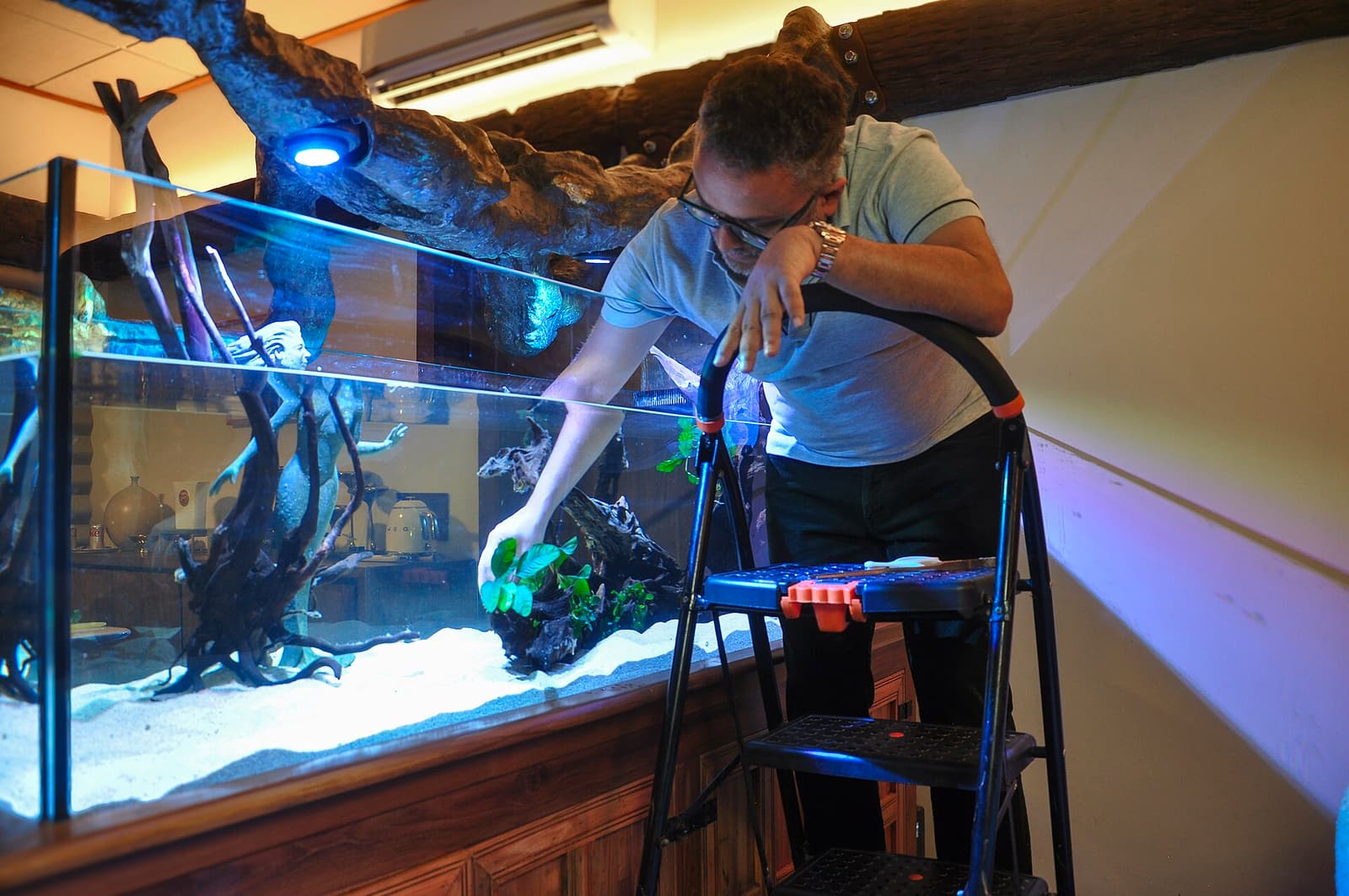 An aquarist planting Anubias — the low-light betta-safe plant species recommended for first-time planted tanks.