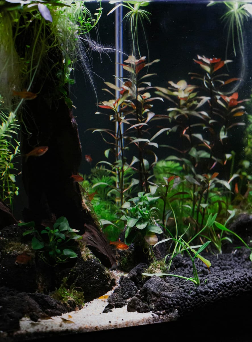 A planted aquarium with a dark granular aquasoil bed two to three inches deep at the back, sloping down to a pale sand path at the front, with stem plants rooted throughout.