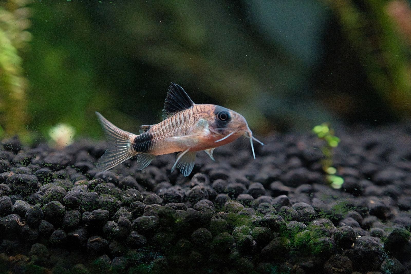 A corydoras catfish hovering just above a dark granular aquarium substrate, its pale barbels clearly visible around its mouth.