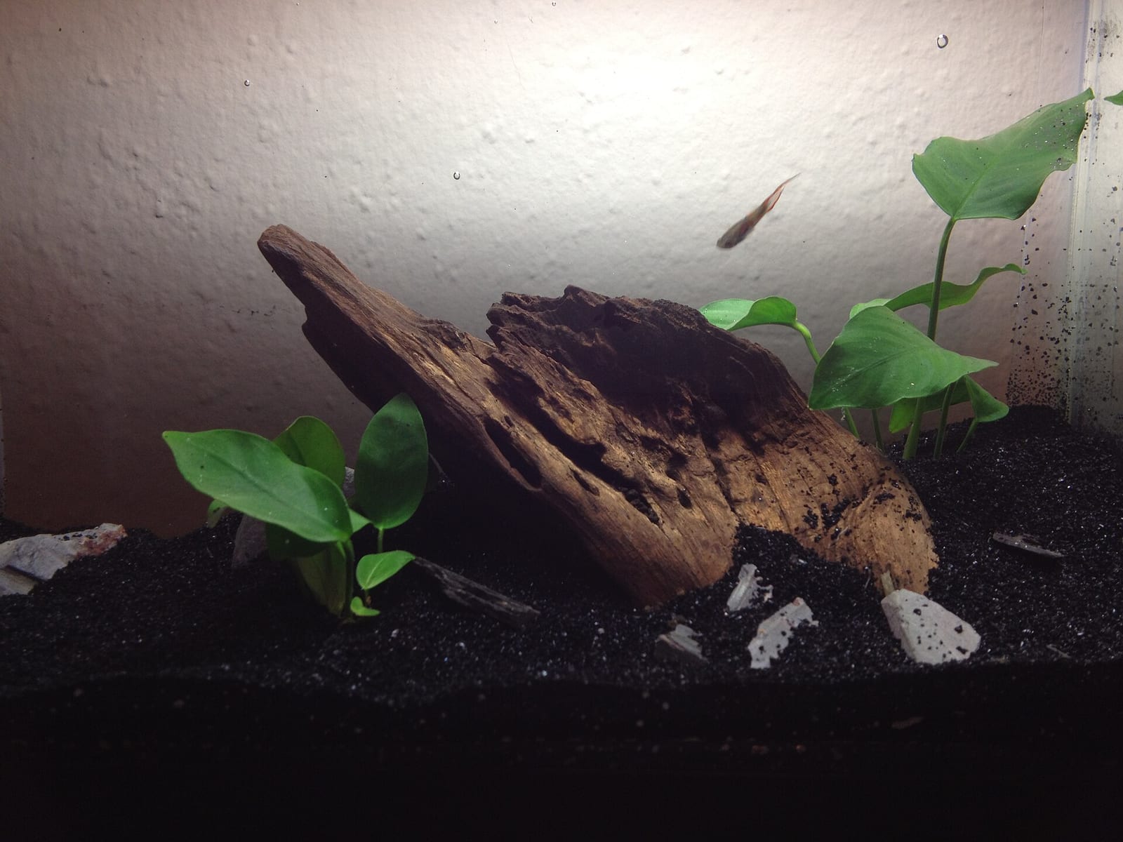 A nano aquarium with a dark aquasoil bed about one inch deep, a piece of driftwood, and a few young plants rooted in the substrate.