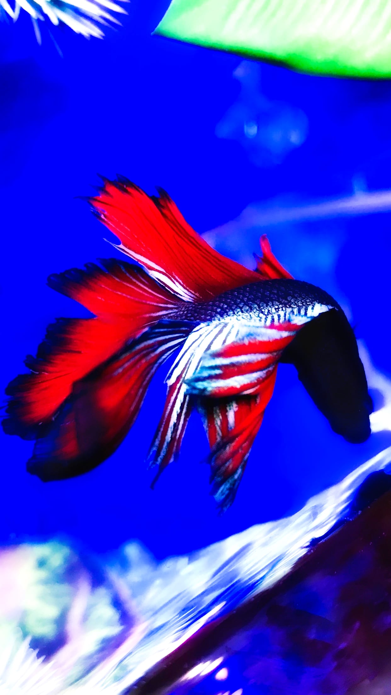 A freshly acclimated Betta splendens in a tall display tank, exhibiting the relaxed posture and intact color of a fish that survived transport stress.