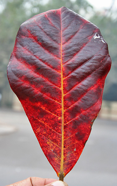 Close-up of a single fallen Terminalia catappa leaf, showing its dried reddish-brown color and vein structure.