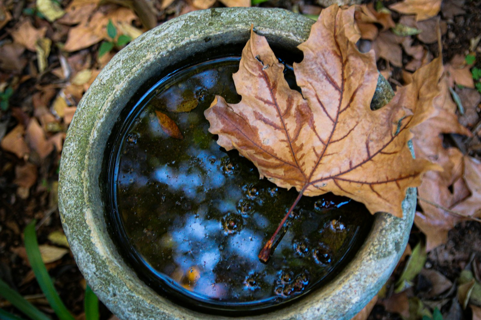 A dried leaf resting in a shallow bowl of water, tannins beginning to leach into the water and stain it slightly amber.