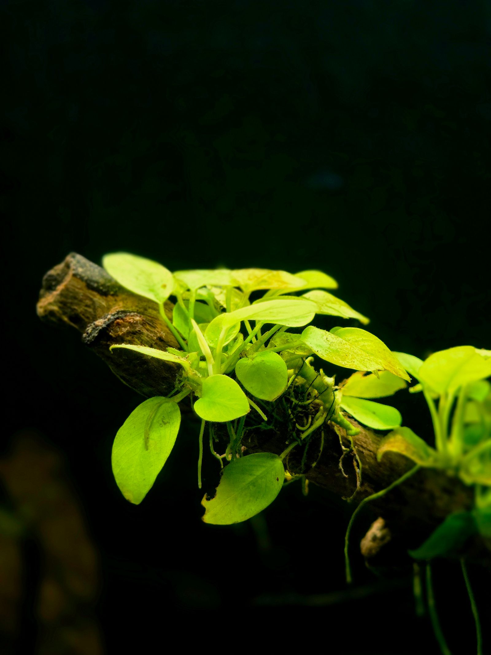 A dark, densely planted aquarium with aquatic plants growing on driftwood, the kind of setup where leaf litter accumulates naturally.