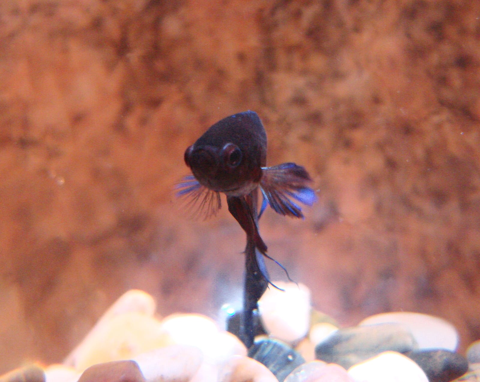 Macro close-up of a male betta's head and gill cover, showing the eye, operculum, mouth, and the position of the labyrinth organ behind the gills.
