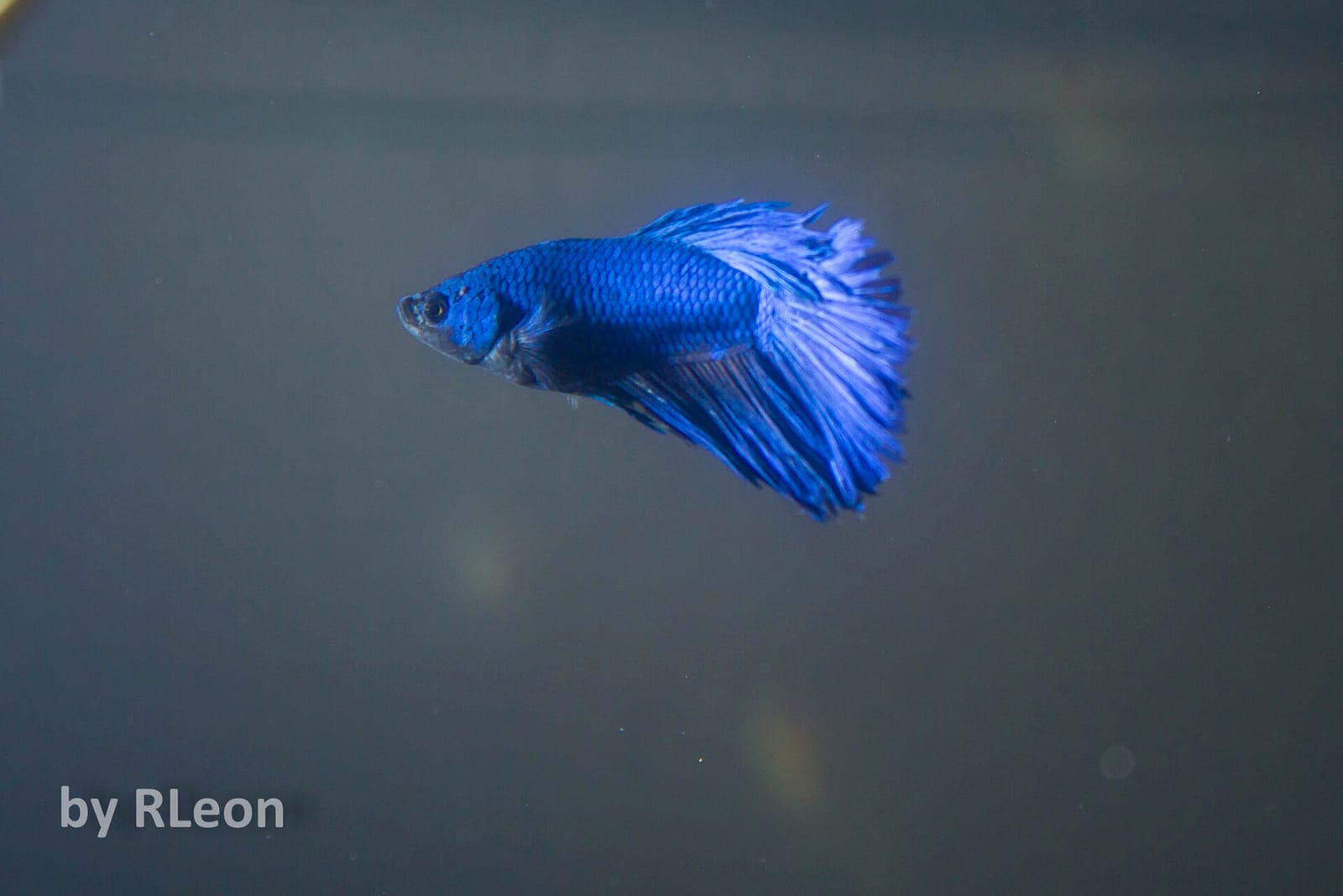 Male Betta splendens at full flare, exposing operculum, dorsal, caudal, anal, ventral, and pectoral fins — every external anatomical landmark visible at once.