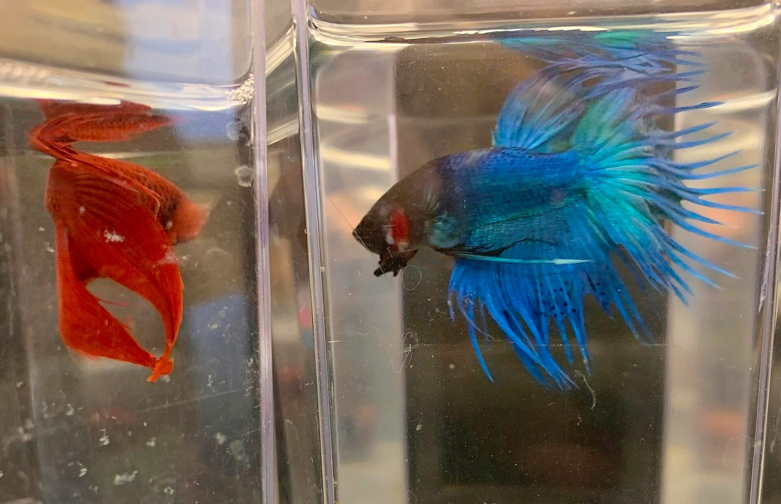 A male Betta splendens flaring at a perceived rival, gill plates extended — the highest-arousal display in this species' behavioral repertoire.