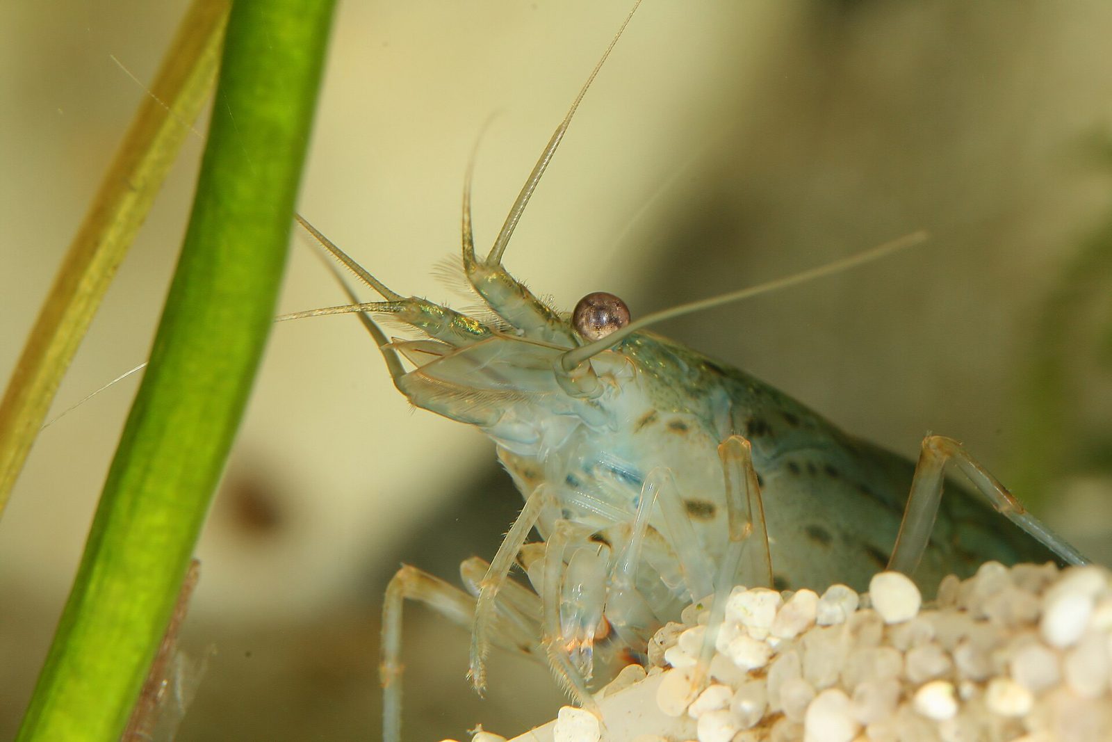 Macro photograph of a translucent Amano shrimp with brown speckled markings, standing on pale gravel beside a green plant stem.