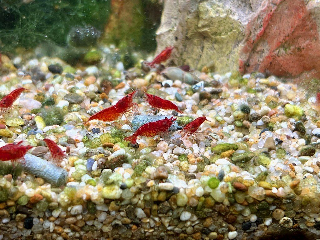 A group of about a dozen red cherry shrimp grazing across a bed of mixed pea gravel in a planted aquarium.