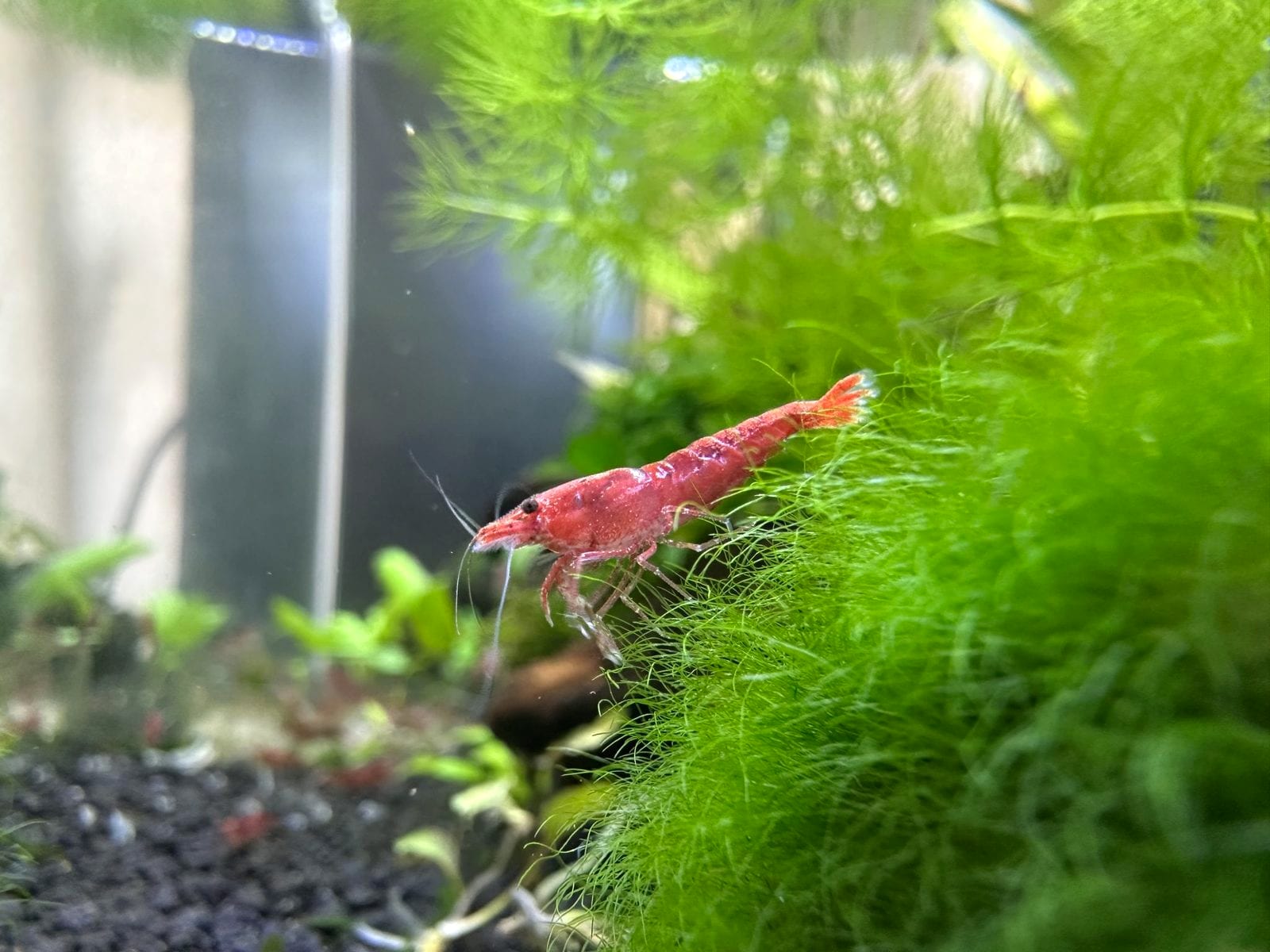 A bright red cherry shrimp perched on a green moss ball in a planted aquarium, with a heater and plant stems behind it.
