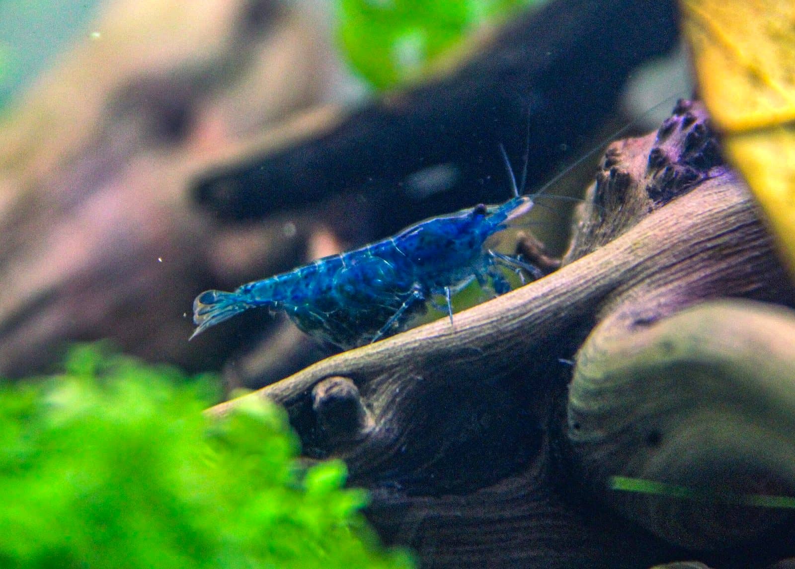 A deep blue Neocaridina davidi shrimp standing on a piece of driftwood in a planted aquarium, with green moss in the foreground.