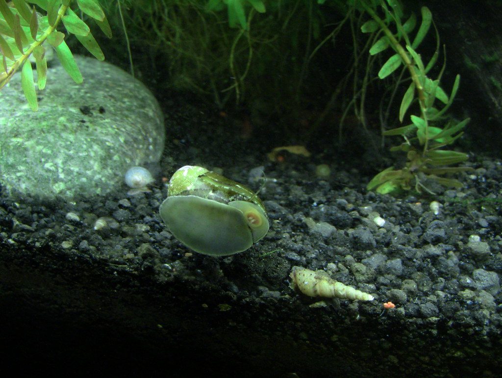 An olive-green nerite snail on dark aquarium gravel beside a rock, with a small pale trumpet snail nearby and plant stems in the background.