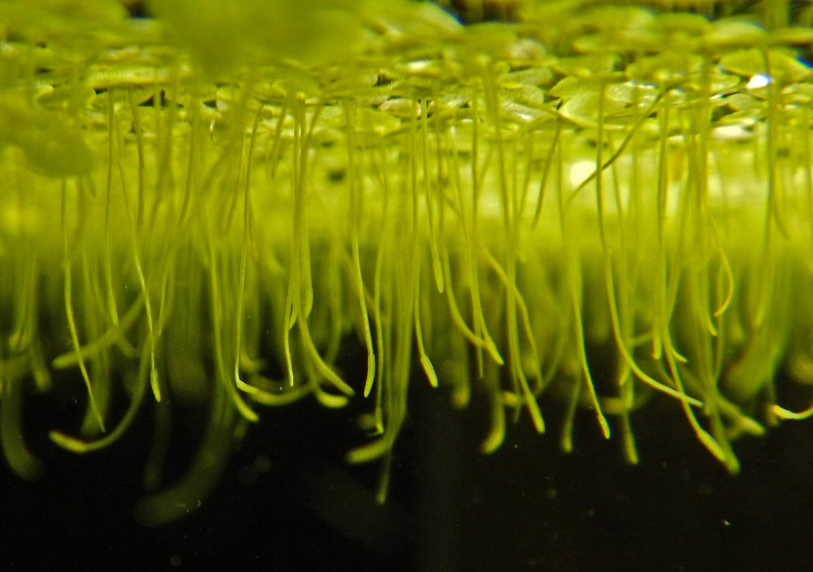 Duckweed photographed from underwater, showing a dense green canopy across the surface with dozens of pale roots hanging down into the water.