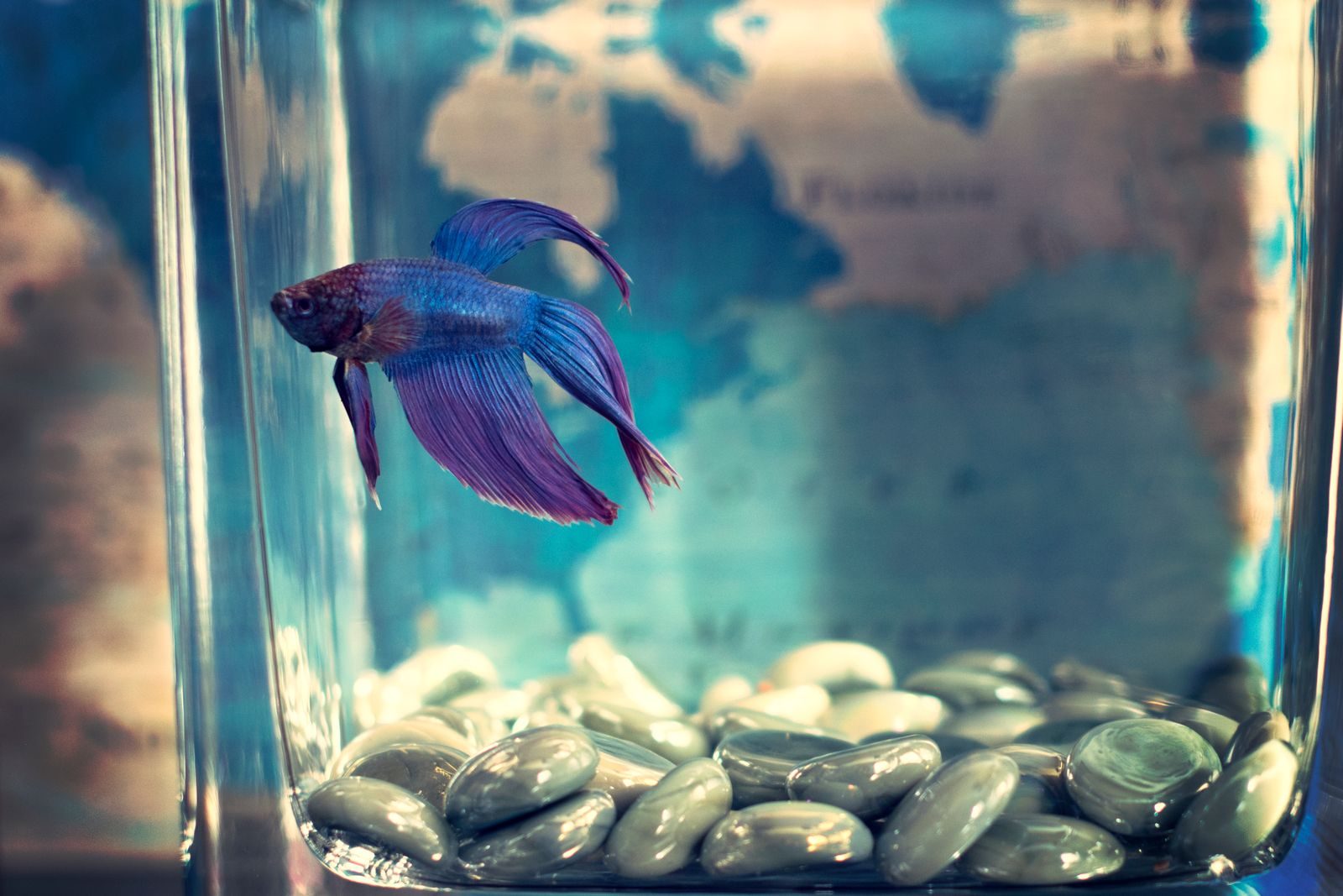 A blue and purple male betta with long flowing fins swimming in a tall open-topped glass container over white pebbles.