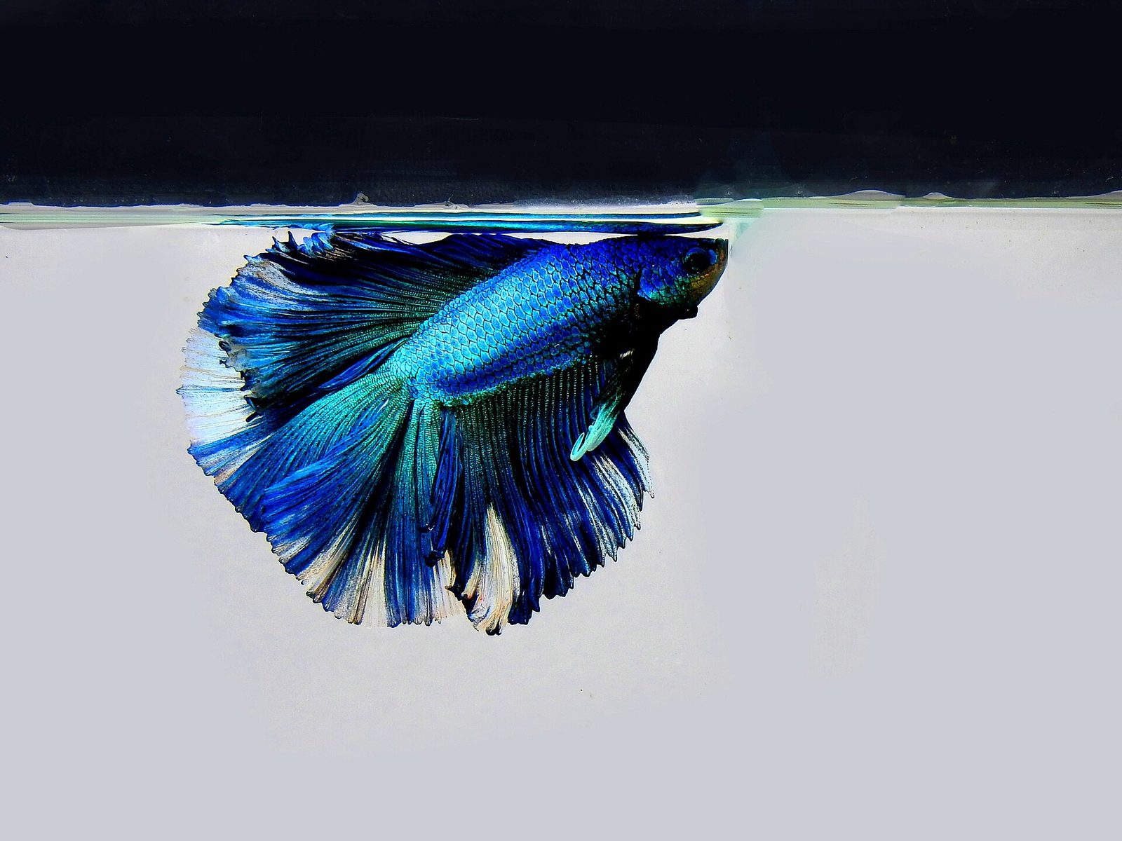 A blue and green halfmoon male betta hanging just under the water surface, with the surface line and the dark air space above it clearly visible.