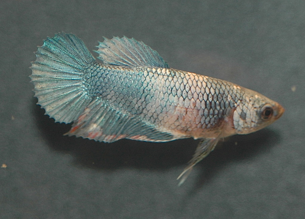 A pale cream and silver female betta photographed side on, showing irregular dark patches along the flank and dark edging on individual scales.