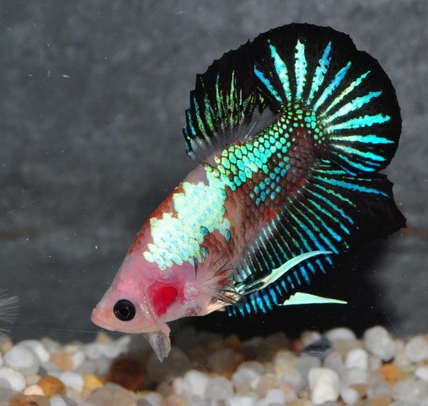 A marble plakat betta with a pink and white body, a magenta patch behind the head, and black fins shot through with turquoise ray markings.
