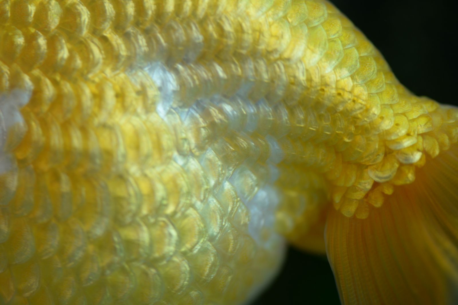 Close macro view of overlapping yellow and cream fish scales running into the base of a fin, showing the regular grid pattern of the scale layer.