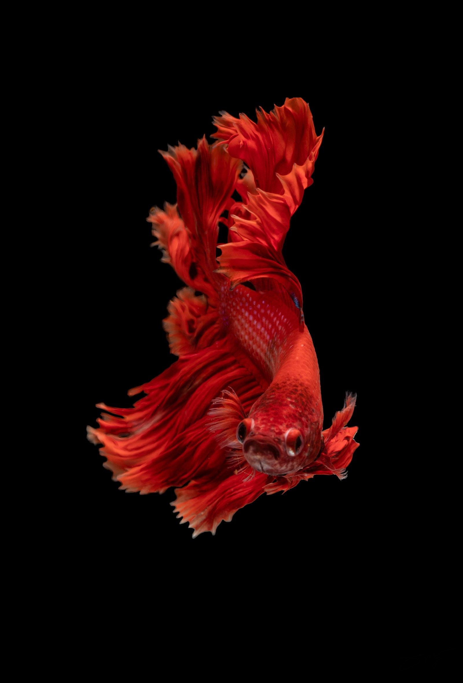 A solid red male betta on a black background, fins fully spread, with no dark markings anywhere on body or fins.