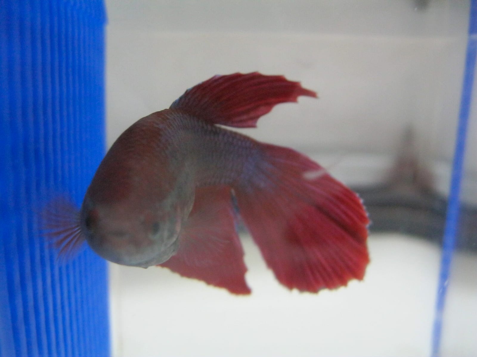 A male Betta splendens — fin and color quality are read-outs of stable pH, GH, KH, and TDS in the tank water.
