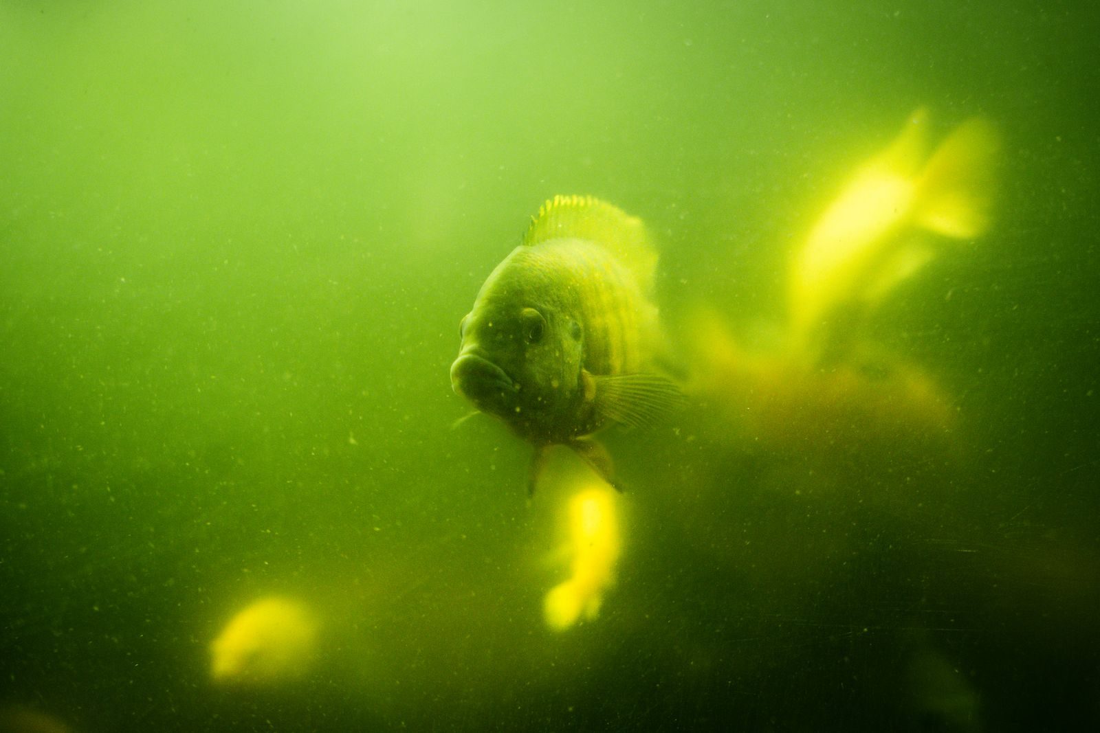 An aquarium so densely green that the fish inside are visible only as blurred yellow shapes a few inches from the glass.