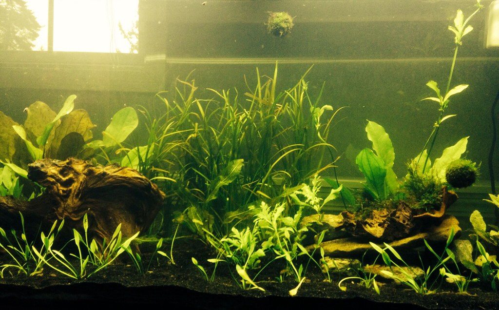 A freshly planted aquarium photographed against a bright window, with short new plant stems, driftwood and visibly hazy, washed-out water.
