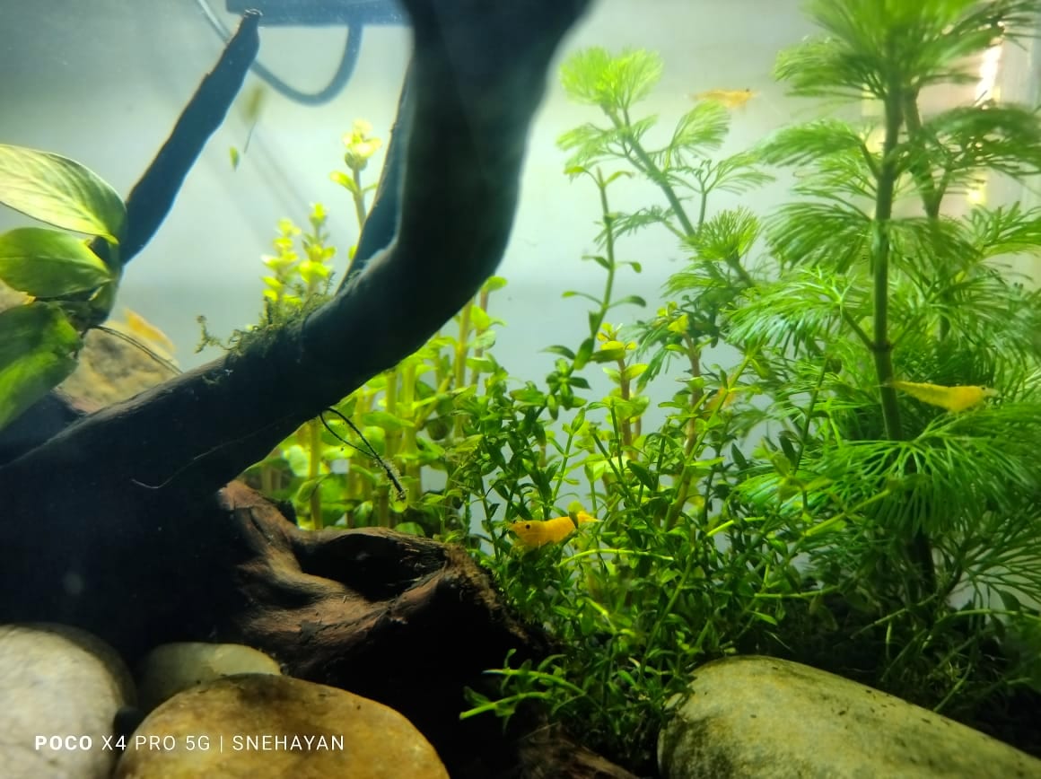 A planted community tank with shrimp and small fish — the kind of low-aggression, plant-heavy setup that gives a betta a chance with tank mates.