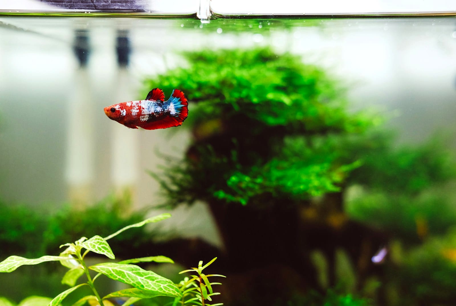 A small red betta swimming in a heavily planted aquarium with a large green moss mound and fine-leaved plants filling the background.