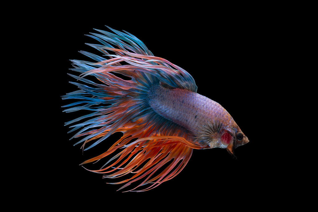 A blue and red crowntail betta on a black background, the fin rays projecting well past the webbing on the caudal, dorsal and anal fins.