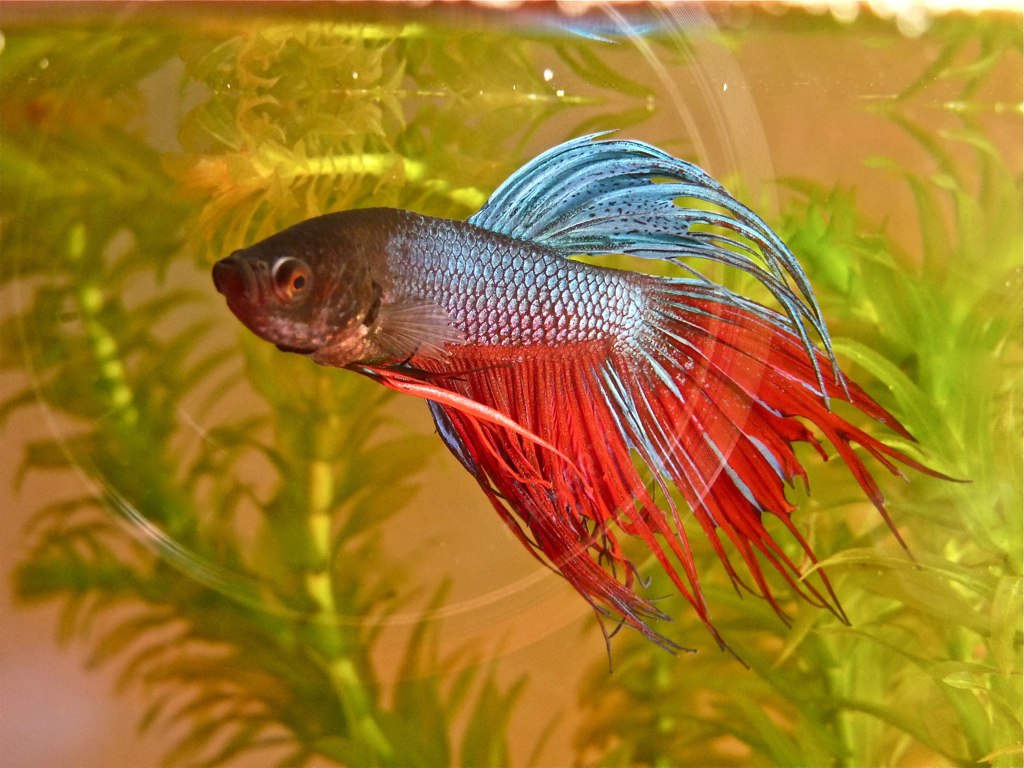 A red, blue and silver crowntail betta swimming among fine green aquarium plants, its ray extensions fully spread.
