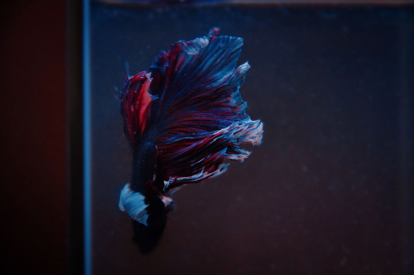 A red and blue male betta with long flowing fins hovering beside a vertical glass edge inside a dark aquarium, fins spread and holding position in open water.