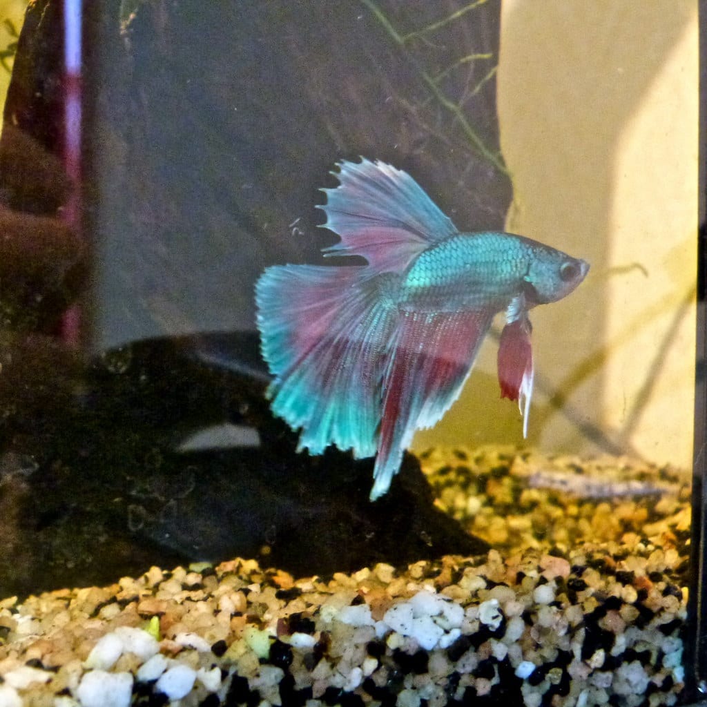 A pale blue male betta hovering beside a vertical dark panel inside an aquarium, above a bed of coarse tan and white gravel.