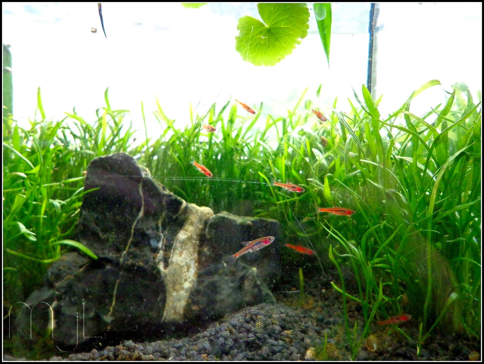 A small planted aquarium photographed from the front, showing dense grass-like plants across a dark gravel bed and a rock centerpiece, filling a shallow footprint.
